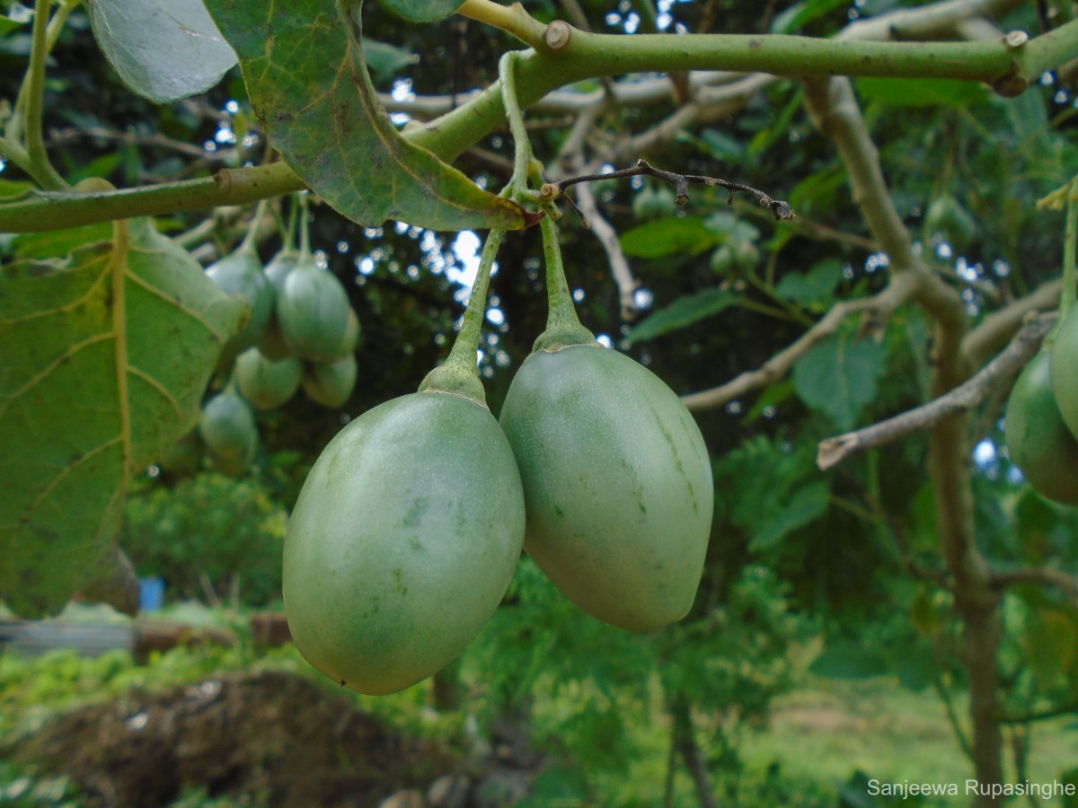 Solanum betaceum Cav.